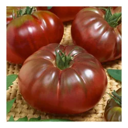 Seminte de tomate - Russian Black, Agrosem, 4Gr.