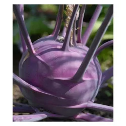 Seminte de gulie - Purple Vienna, Agrosem 4Gr.