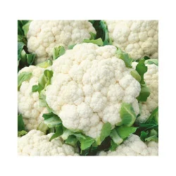 Conopida timpurie - Snowball X, Agrosem 4Gr.