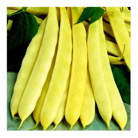 Seminte de fasole lata oloaga Capitano, Prima Sementi 100g.