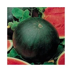 Seminte de pepene verde Sugar Baby, Agrosem 4Gr.