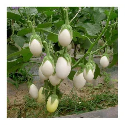 Seminte de vinete - White Egg, Agrosem 4Gr.