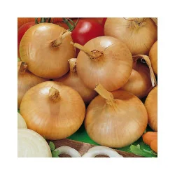 Seminte de ceapa pentru arpagic - Stuttgart giant, Agrosem 1.5 Gr.