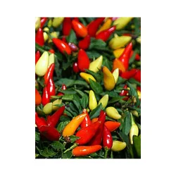 Seminte de ardei iute ornamental - Little Wonder, Agrosem 0.2Gr.