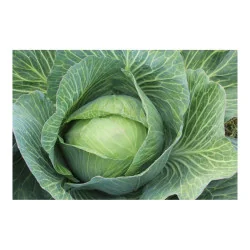 Seminte varza de toamna - Buzoiana, Agrosem 4Gr.