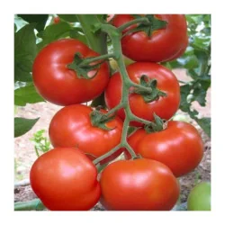 Seminte de tomate Buzau 1600