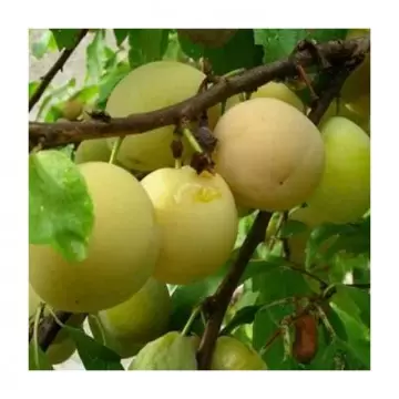 Pomi fructiferi prun Renclot verde