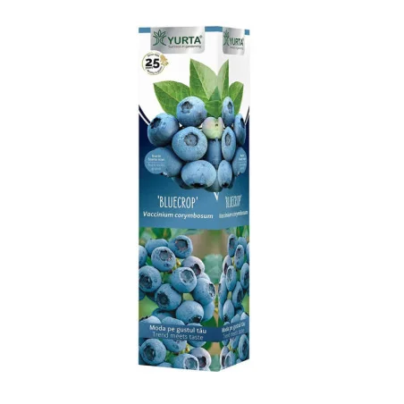 Planta de afin Bluecrop, Yurta 30cm