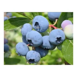 Planta de afin Bluecrop, Yurta 30cm