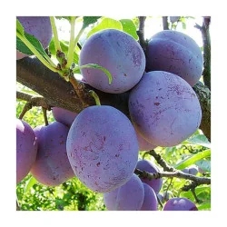 Pomi fructiferi prun tuleu gras