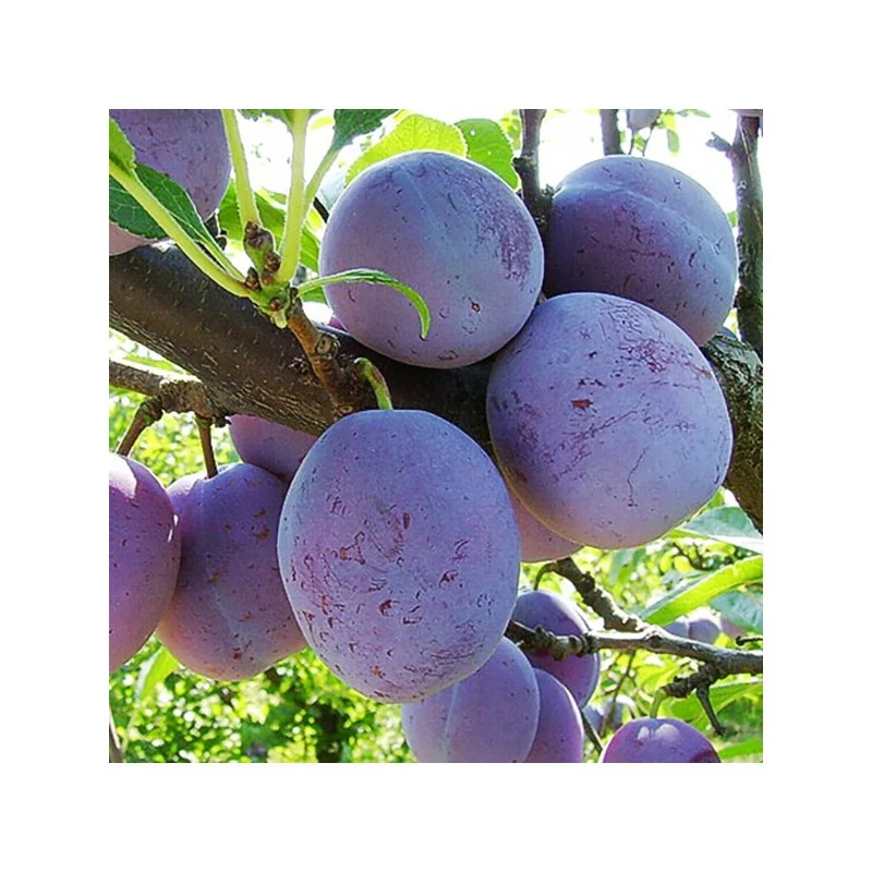 Pomi fructiferi prun tuleu gras