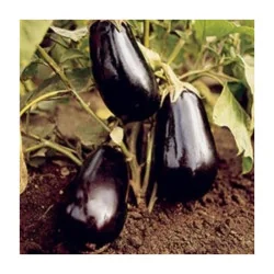 Seminte de vinete Alexandra 3000 sem., Agrosel