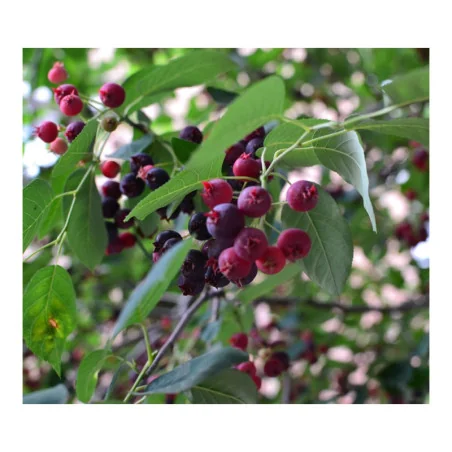 Pom de stafide Amelanchier lamarckii, Yurta