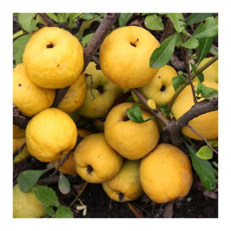 Pom de gutui jamponez Chaenomeles x superba, Yurta