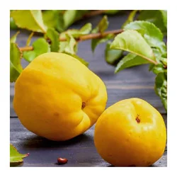 Pom de gutui jamponez Chaenomeles x superba, Yurta