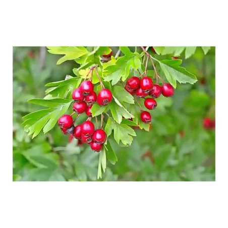 Planta de paducel Crataegus Monogyna, Yurta