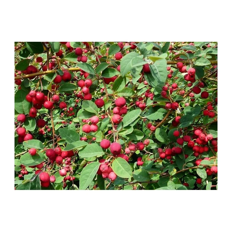 Planta de paducel Crataegus Monogyna, Yurta