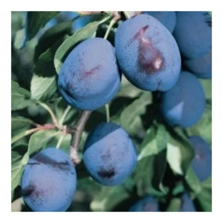 Pomi fructiferi prun Bluefree