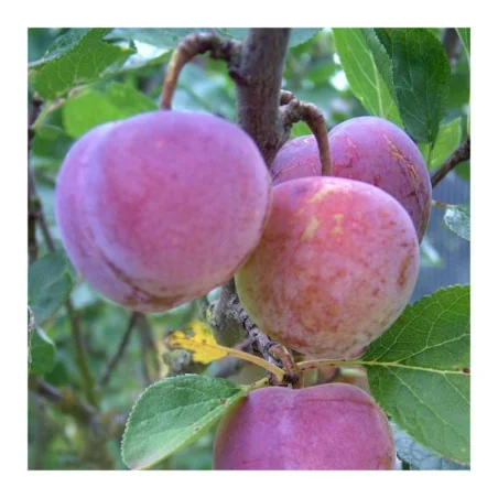 Pomi fructiferi prun Renclod Althan
