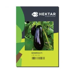 Seminte de vinete Minerva F1, 50 sem. Hektar