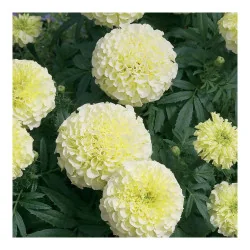 Seminte de flori craite pitice - Vanilla F1, Agrosem 4Gr.