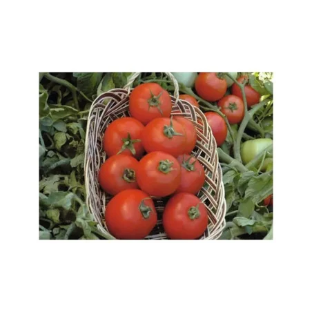 Seminte de tomate Polfast F1 Hibrid, Bejo 1000 sem.