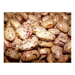 Seminte de fasole Borlotto 50g, ZKI