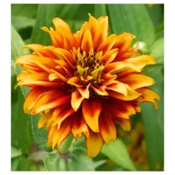 Seminte de flori Carciumarese - Mexicane, Agrosem