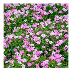 Seminte floarea miresei roz, Agrosem