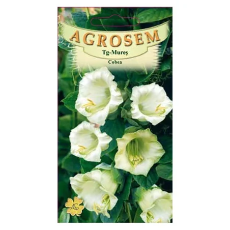 Seminte de flori Cobea, Agrosem