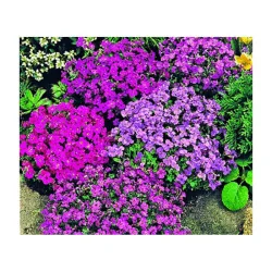 Seminte de flori Aubrieta, Agrosem