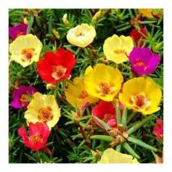 Seminte de floare de piatra culori mixte, Kertimag