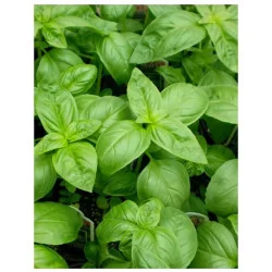 Seminte de busuioc Genovenese, Agrosem 10g