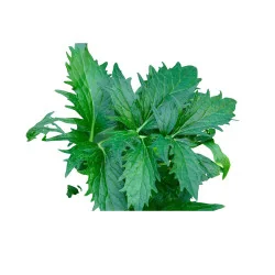 Seminte de Valeriana, Agrosem 0,2g