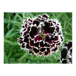 Seminte de garofe chinezesti black - white 0.5g