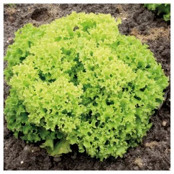 Seminte de salata creata Lollo Bionda, Agrosem 1.5g