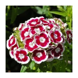Seminte de flori Garofite de gradina - Holborn Glory, Agrosem