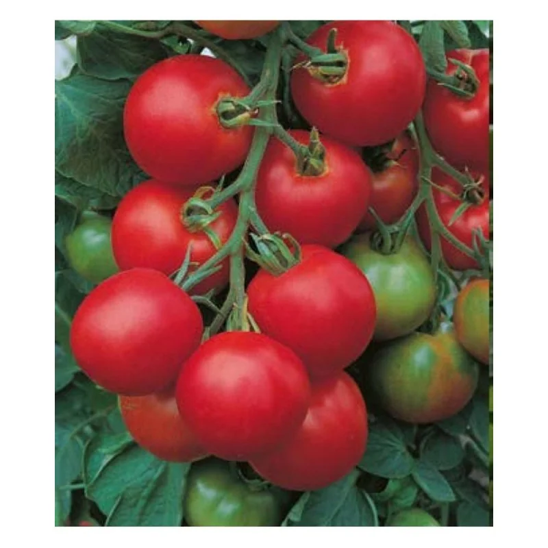 Seminte de tomate Lugas F1, Hibrid, Kertimag 20 sem.