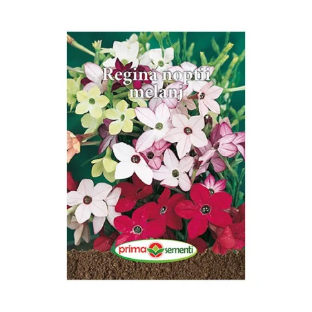 Seminte de flori Regina noptii melanj, Prima Sementi