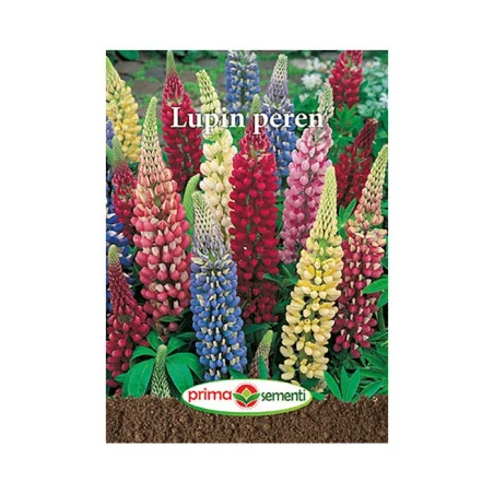 Seminte de flori Lupin Peren, Prima Sementi