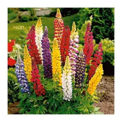 Seminte de flori Lupin Peren, Prima Sementi