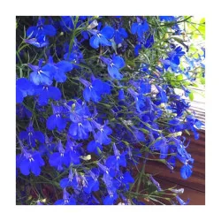 Seminte de lobelia curgatoare, albastra, Agrosem 0.10g