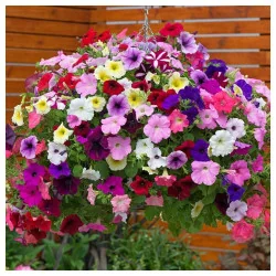 Seminte de petunia curgatoare, culori mixte, Agrosem 0.15g