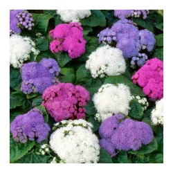 Seminte de flori Pufuleti mix, Agrosem 0,30g