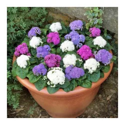 Seminte de flori Pufuleti mix, Agrosem 0,30g