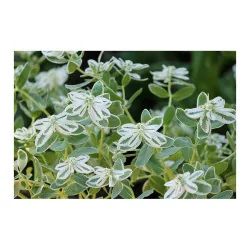 Seminte de flori Euphorbia, Agrosem 0,4g