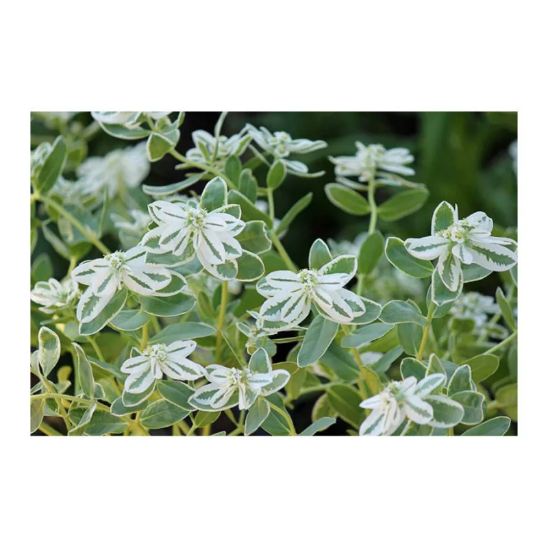 Seminte de flori Euphorbia, Agrosem 0,4g