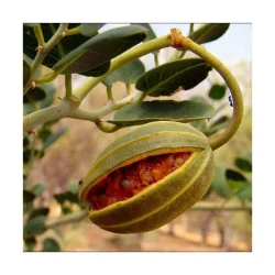 Seminte de capere, Agrosem 0,1g