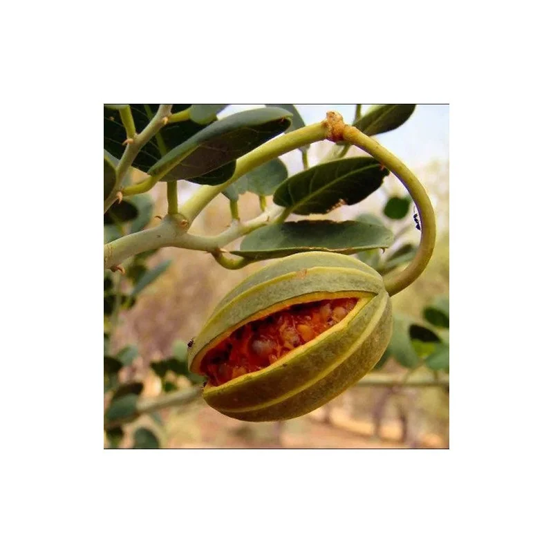 Seminte de capere, Agrosem 0,1g