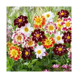 Seminte de flori Dalia - Collarette mix, Agrosem 0,4g